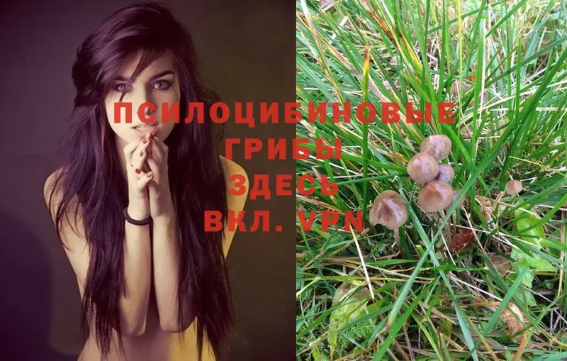 как найти закладки  Томск  Псилоцибиновые грибы MAGIC MUSHROOMS 